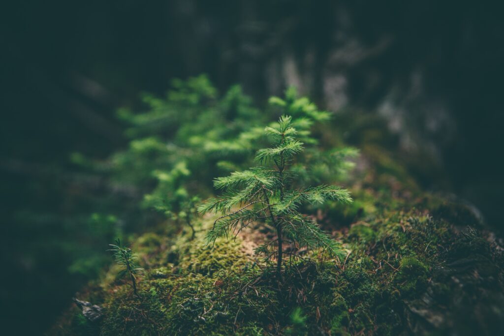 Evergreen sapling lit with sunlit in a dark, lush forest.
